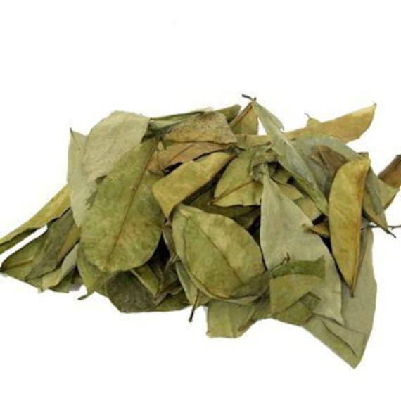 Soursop Leaf (Graviola/Guanabana)
